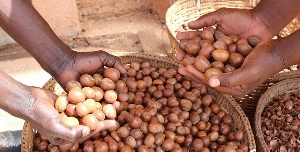Ghana targets $640m shea industry under 24-hour economy policy